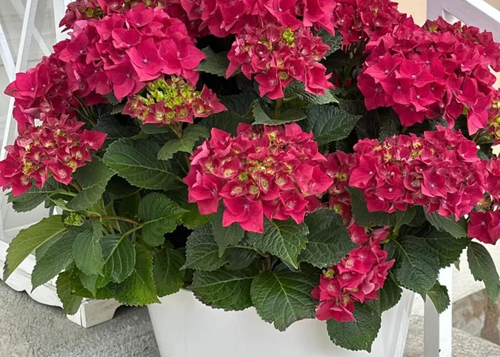 Apartamento Seevilla Wienerroither